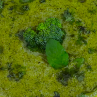 Broccoli soup